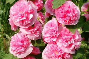 Рослини родини мальвики Рослини родини мальвики